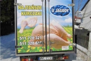 kurczaki u jagody
